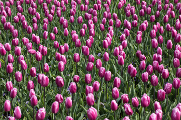 Abstract background . Purplel tulips flowers blooming in a park
