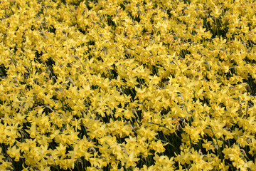 Abstract background,  blooming yellow daffodils or narcissuses in garden