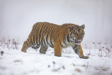 Fototapeta na wymiar siberian tiger on snow in action, Panthera tigris altaica