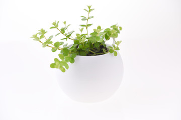 plant pot