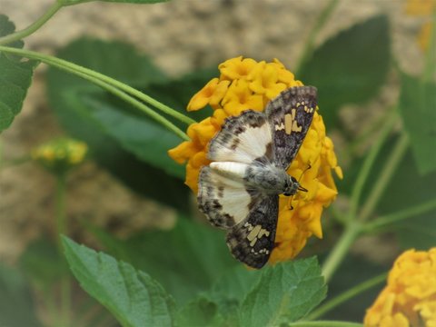 A borboleta cinza.