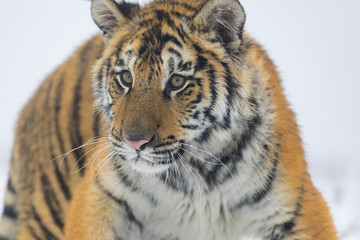 siberian tiger on snow portrait