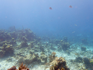 Coral reef in the Caribbean sea.