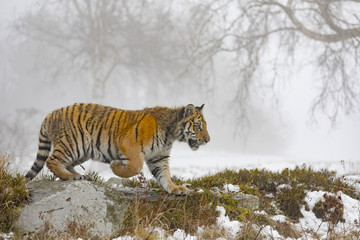 siberian tiger on snow in action, Panthera tigris altaica