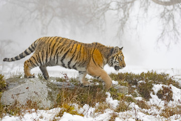 siberian tiger on snow in action, Panthera tigris altaica
