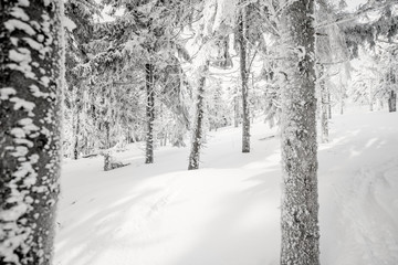 Beautiful landscape view on the snow-covered fir forest