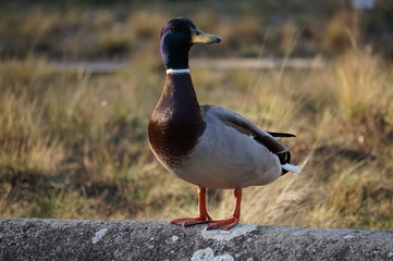 duck