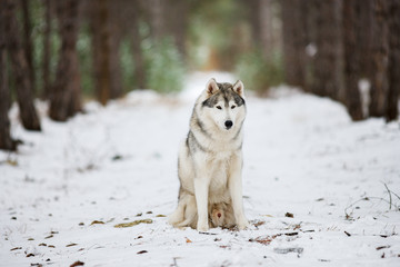 Portrait of a gray husky sitting in a snowy forest. A dog on a natural background. Dog in the snow.