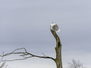 Snowy Owl Female Perched on Tree Top in Winter