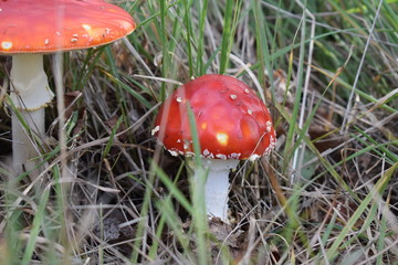 Red mushrooms in grass