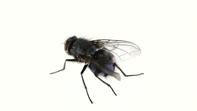 Big black fly, rotation, looping