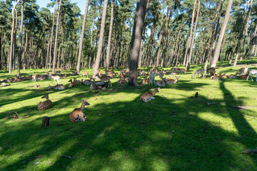 Rehherde im Wald - Mittagspause