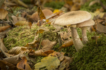Champignon de forêt