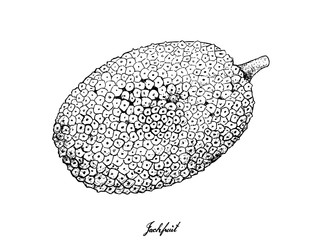 Hand Drawn of Ripe Jackfruit on White Background - obrazy, fototapety, plakaty