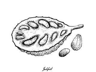 Hand Drawn of Ripe Jackfruit on White Background © Iamnee