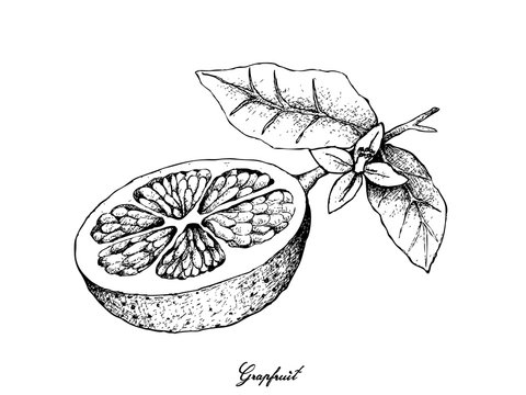 Hand Drawn of Grapefruit Fruit on White Background