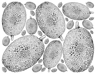 Hand Drawn of Ripe Jackfruit on White Background © Iamnee
