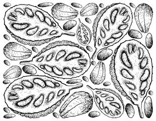 Hand Drawn of Ripe Jackfruit on White Background