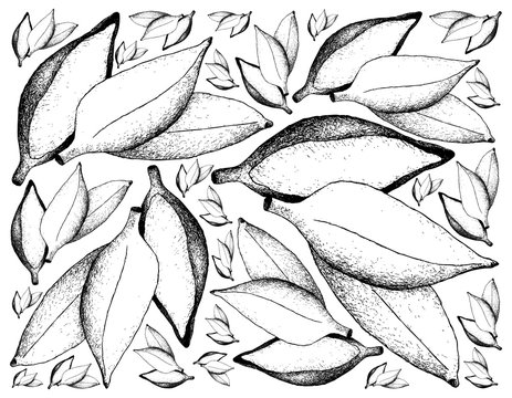 Hand Drawn of Fresh Ripe Silver Bluggoe Banana Background