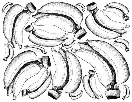 Hand Drawn of Fresh Ripe Golden Banana Background