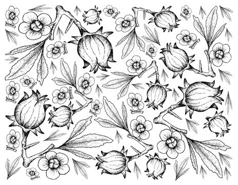 Hand Drawn of Hibiscus Sabdariffa or Roselle Background
