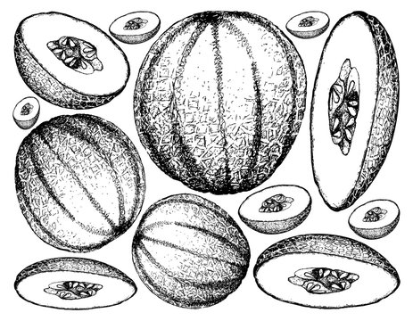 Hand Drawn of Cantaloupe Fruit on White Background