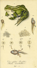 Naklejka premium Illustration of a reptile.