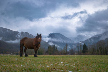 Cheval au pré en hiver