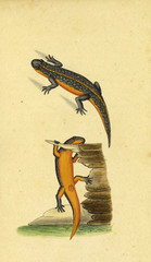 Illustration of a reptile.