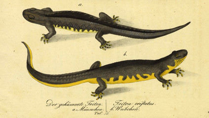 Illustration of a reptile.