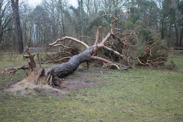 Sturmschaden umgestürzter Baum im Wald 