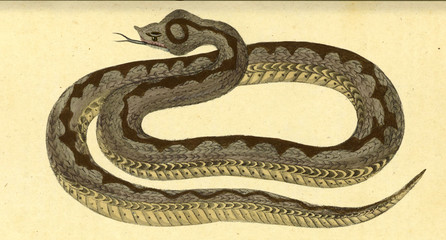 Illustration of a reptile.