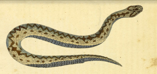 Illustration of a reptile.