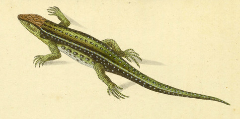Illustration of a reptile.