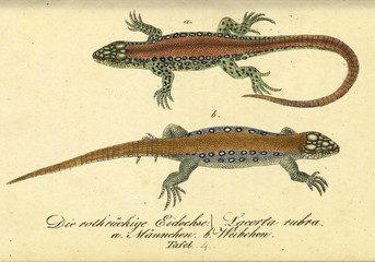 Illustration of a reptile.