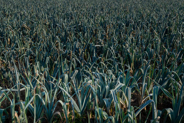 Culture mara&icirc;cher biologique