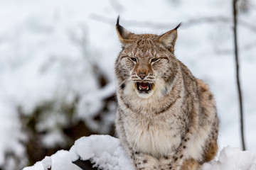 Fototapeta premium Eurasian Lynx, Lynx lynnx, in the snow, yawning