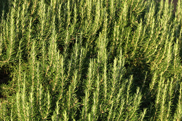Rosemary branch leaves growing on the farm