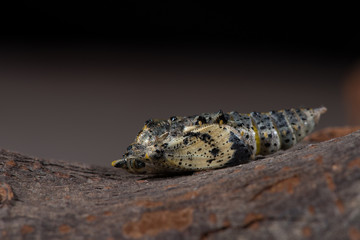 Puppe und Schlupf des Kohlweißling