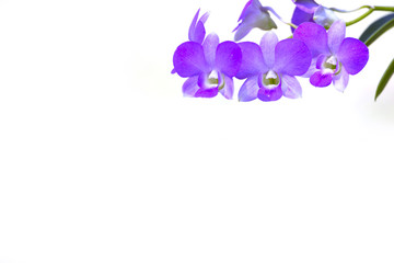 Obraz na płótnie Canvas Orchid flower on white background.