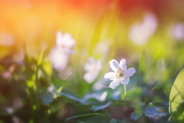 Wild flowers on the field. Green grass and flowers useful as a background.