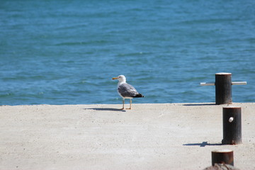 Grey and white bird seagull on pier on background of blue sea. Bulgary, black sea.
