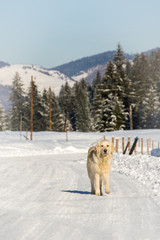 Portrait of dog on snow in winter