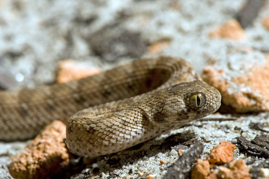 Sandrasselotter (Echis Carinatus) - Saw-scaled Viper