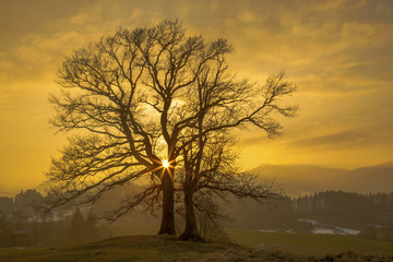 Baum - Allg&auml;u - Sonneuntergang - Naturwunder - Faszination