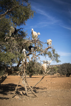 Tree Climbing Goats in Morocco