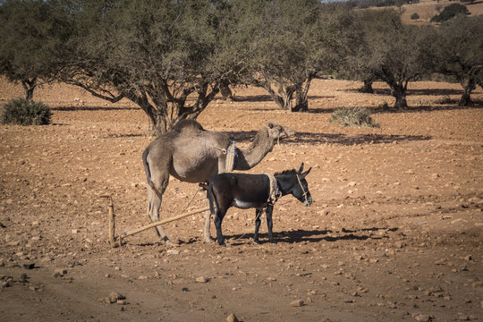 Donkey and Camel standing side by side, tethered