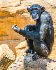 Chimpanzee sitting on a Log 