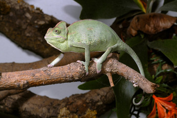 Jemenchamäleon (Chamaeleo calyptratus) - Veiled chameleon © bennytrapp