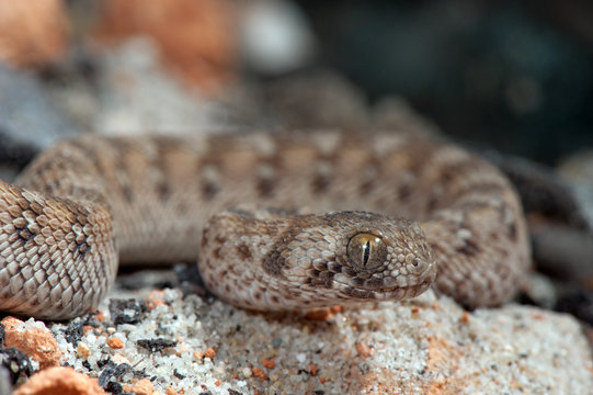 Sandrasselotter (Echis Carinatus) - Saw-scaled Viper